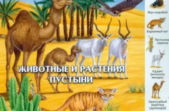 zhivotnye-i-rasteniya-pustyni-pervye-knigi-malysha-skachat-moya-lyalya-3